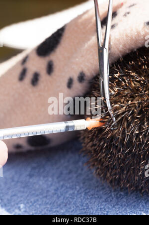 Igel (Erinaceus europaeus), eingespritzt wird mit Ant biotic - Noroclav, nachdem Sie gefunden, und in der Nähe von Tod laufen. Arbeit von Tracy durchbohren von Hedgehog Preservation Society, Rior, bevor sie in die Wildnis zu entlassen. Stockfoto