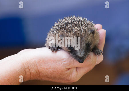 Igel (Erinaceus europaeus), Youngster in pflegenden Hände in Igel Krankenhaus Stockfoto