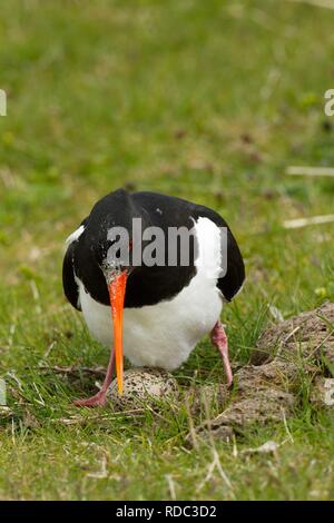 Austernfischer (Haematopus Ostralaegus) auf Eiern in in Machirs niederzulassen. Angrenzend an die Kuh-Dung, bietet Schutz vor Wind und eine zusätzliche Versorgung in Reichweite von Wirbellosen Stockfoto