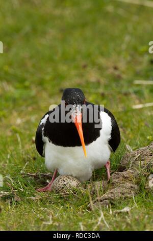 Austernfischer (Haematopus Ostralaegus) auf Eiern in in Machirs niederzulassen. Angrenzend an die Kuh-Dung, bietet Schutz vor Wind und eine zusätzliche Versorgung in Reichweite von Wirbellosen Stockfoto