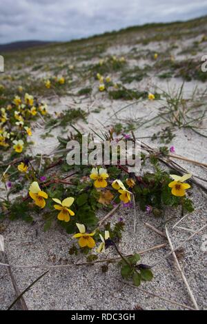 Seaside Stiefmütterchen (Viola Tricolorssb Curtisii) wächst auf kultivierten Machirs Stockfoto