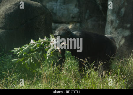 Schimpanse (Pan troglodytes), Blätter im Mund, Knöchel - Wandern auf Gras, Taipei Zoo alias Muzha Zoo, Taipeh, Taiwan Stockfoto