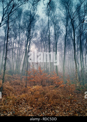 Einem nebligen Winter Blick auf Storeton Woods auf der Halbinsel Wirral. Stockfoto