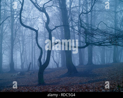 Einem nebligen Winter Blick auf Storeton Woods auf der Halbinsel Wirral. Stockfoto