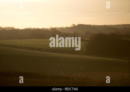 Eine Herde Schafe in einem Feld bei Sonnenaufgang auf einem kalten Wintern morgen in Warwickshire am 28. Dezember 2018. Stockfoto