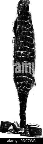 . Studien in fossilen Botanik. Paläobotanik. MACROSTACHYA 73 und diese Kegel sind zu den auffälligsten Fossilien der Kohle - Periode. Es gibt große Zweifel an der internen Struktur der Kegel. M. Renault untersucht die verkohlte Kegel eines Macrostachya, in Con gefunden - Zusammenhang mit der Stammzellenforschung, welche der Calamitina Typ war (siehe unten, S. 74), dem üblichen Cala - mitean Struktur zeigte. Die fruktifikation heterosporous erwiesen, die microsporangia und megasporangia Auftritt auf dem gleichen Strobilus, wie es der Fall in Calamostachys Casheana} 7. Klassifikation. âBefore Verlassen des Calamarieae I Stockfoto