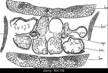 . Studien in fossilen Botanik. Paläobotanik. 55 CALAMOSTACHYS die vierfache Division, so allgemein in spore Mutter-Zellen, die bereits unter diese Paläozoischen Pflanzen herrschte. In vielen Fällen die Sporen der gleichen Tetrade sehr ungleich entwickelt, einige ziemlich klein (Abb. 22, B und C); wir können die letztere als gescheiterte Sporen, ihre Unterdrückung in der besseren Ernährung der überlebenden Schwester - Zellen. Die reifen Sporen zeigen eine triradiate Kennzeichnung auf der einen Seite, wahrscheinlich lmL . Abb. 21.- Calamostachys Binneyana. Teil der tangentialen Abschnitt des Konus, Teile von zwei Quirlen Bra Stockfoto