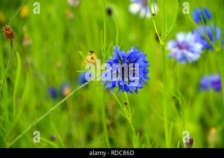 Single Centaurea cyanus "kornblume/Bachelor- Taste" in die Wilde Blumenwiese an RHS Garden Harlow Carr, Harrogate, Yorkshire gewachsen. England, UK. Stockfoto