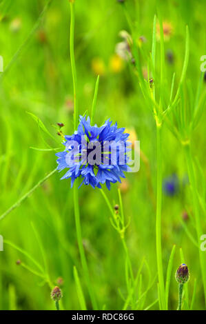 Single Centaurea cyanus "kornblume/Bachelor- Taste" in die Wilde Blumenwiese an RHS Garden Harlow Carr, Harrogate, Yorkshire gewachsen. England, UK. Stockfoto