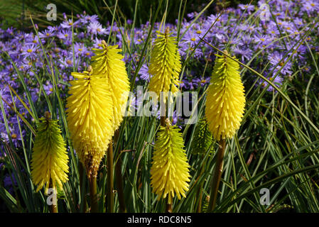 Bienen den hellen gelben Red Hot Poker Kniphofia 'Zitrone' und Astern an RHS Garden Harlow Carr, Harrogate, Yorkshire gewachsen. England, UK. Stockfoto