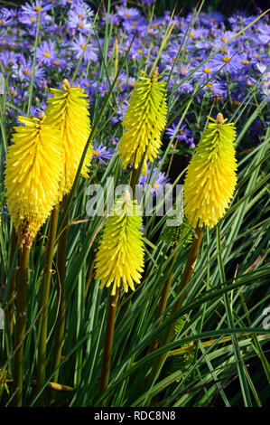 Bienen den hellen gelben Red Hot Poker Kniphofia 'Zitrone' und Astern an RHS Garden Harlow Carr, Harrogate, Yorkshire gewachsen. England, UK. Stockfoto