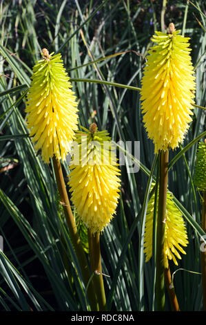 Bienen den hellen gelben Red Hot Poker Kniphofia 'Zitrone' an RHS Garden Harlow Carr, Harrogate, Yorkshire gewachsen. England, UK. Stockfoto