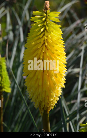 Bienen einen einzigen hellen gelben Red Hot Poker Kniphofia 'Zitrone' an RHS Garden Harlow Carr, Harrogate, Yorkshire gewachsen. England, UK. Stockfoto