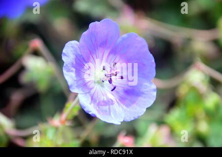 Ein einzelnes Licht Blau Cranesbill Geranium Rozanne' Gerwat" in den Grenzen von RHS Garden Harlow Carr, Harrogate, Yorkshire gewachsen. England, UK. Stockfoto