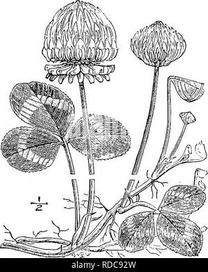 . Ein Handbuch für die Hygiene im Veterinärbereich. Die Hygiene im Veterinärbereich. Abb. 67. - Rotklee (Fream; Bild. 68.- Weißklee (fream). Der EED oder Breit, rotklee Trifolium pratense (Abb. 67). - Wächst auf fast jedem Boden, aber nur dauert zwei Jahre. Es liefert eine ausgezeichnete Heu, aber haftet "clover Krankheit' (siehe S. 167). Es gibt eine Vielzahl von Es bekannt als Cotv Gras, die viel weniger geeignet, aber es bringt nur eine Ernte anstelle der zwei von Rotklee, obwohl es Anzug ist für Weiden, die nicht ist. Weiß oder Niederländischen Klee Trifolium repens (Abb. 68) - Dies ist eine mehrjährige Pflanze in pri gefunden Stockfoto