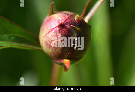 Ameise auf Pfingstrosen Knospe Stockfoto