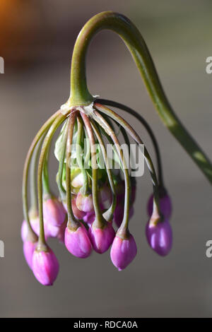 Allium cernuum Stockfoto