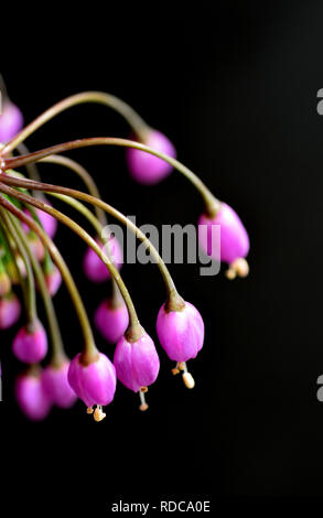 Allium cernuum Stockfoto