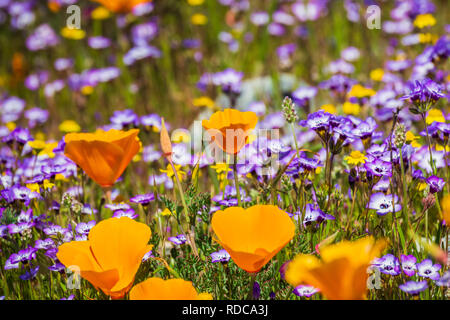 Kalifornien Mohnblumen blühen auf der Wiese, Goldfields und Gilia im Hintergrund, Kalifornien Stockfoto