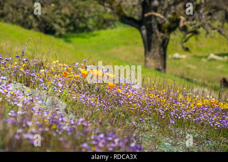 Bereich der bunten wildflowers in den Hügeln von Henry W. Coe State Park, Kalifornien Stockfoto