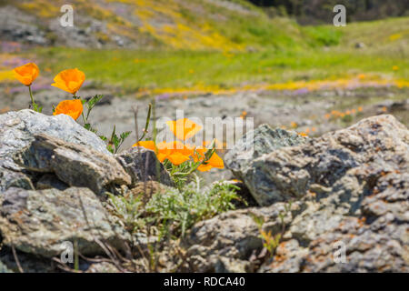 Kalifornien Mohn (Eschscholzia californica) wachsende unter den Felsen, verschwommenes lebendigen Hintergrund, Kalifornien; selektive Fokus Stockfoto