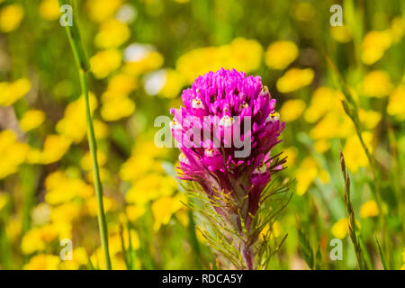 Owl's Clover (Castilleja Exserta) blühen unter Goldfield Blumen, Kalifornien Stockfoto