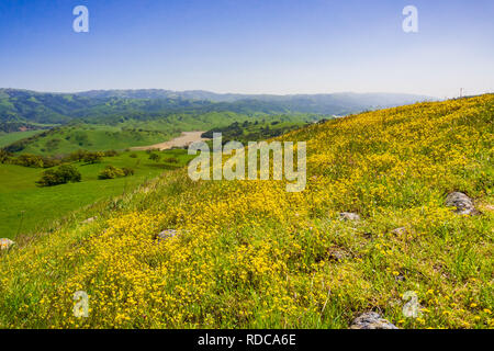 Goldfield Wildblumen blühen auf Serpentine Boden in der Bucht von San Francisco, San Jose, Kalifornien Stockfoto