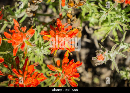 Indian Paintbrush (Caldas), Pinnacles National Park, Kalifornien Stockfoto