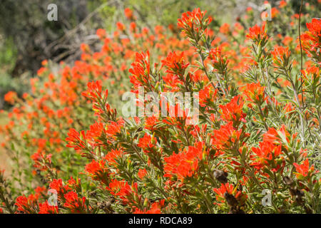 Indian Paintbrush (Caldas), Pinnacles National Park, Kalifornien Stockfoto