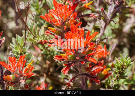 In der Nähe von red Indian Paintbrush (Caldas) Wildblumen, Pinnacles National Park, Kalifornien Stockfoto