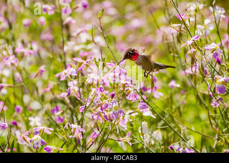 Kleine Anna's Kolibri Nektar trinken aus einem hederich (Raphanus raphanistrum) Blüte, San Francisco Bay Area, Kalifornien Stockfoto