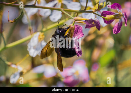 Schwarze Biene bestäubt eine hederich (Raphanus raphanistrum) Blüte, San Francisco Bay Area, Kalifornien Stockfoto