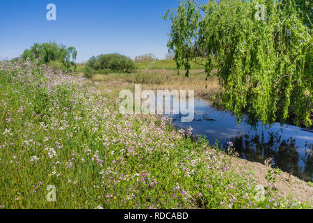 Wandern entlang der Guadalupe River Shoreline, Santa Clara, San Francisco Bay Area, Kalifornien Stockfoto