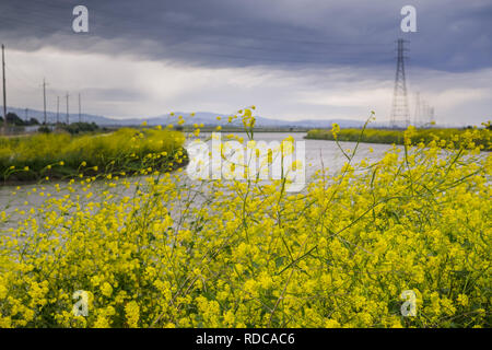 Die wilden Senf Blumen blühen im Frühjahr auf den Bay Trail, Sunnyvale, San Francisco Bay, Kalifornien Stockfoto