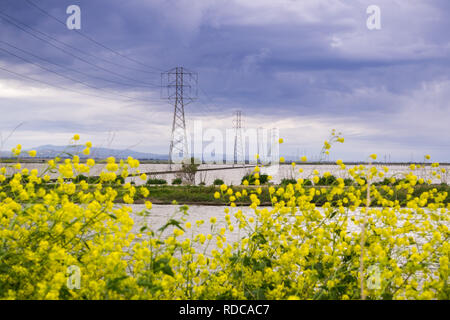 Die wilden Senf Blumen blühen im Frühjahr auf den Bay Trail, Sunnyvale, San Francisco Bay, Kalifornien Stockfoto