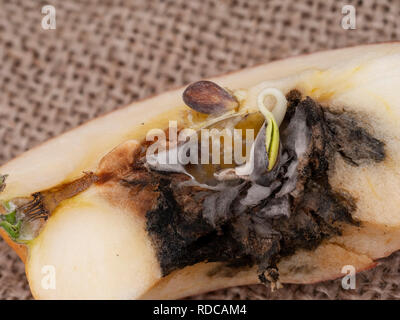 Vivipary an Apple. Makro. In Scheiben geschnitten Samen zu zeigen deutlich, Kerne sind die schon im Kern, wenn die Frucht aufgeschnitten wird. Stockfoto