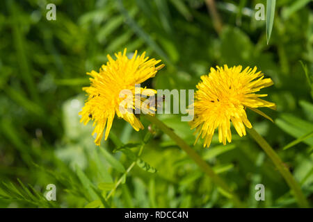 Paar schönen blühenden Löwenzahn Blumen im Feld Stockfoto
