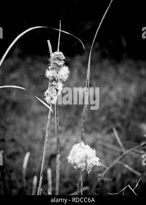 Das Waldland TX USA - 11/28/2018 - Cattails im Sumpf zu Saatgut in B&W Stockfoto