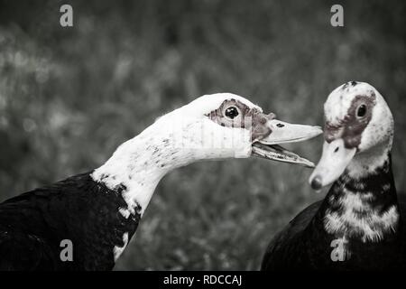 Das Waldland TX USA - 05-26-2018 - Eine Muscovy Duck Mit Einem Anderen in B&W Stockfoto