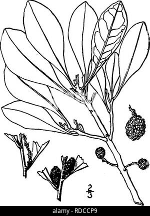 . North American Bäume: Beschreibungen und Abbildungen der Bäume unabhängig von Anbau in Nordamerika wächst, nördlich von Mexiko und der Karibik. Bäume. Kalifornien Bayberry 211 Der Stamm ist gerade und schlank, mit aufrechten Ästen. Die Rinde ist dünn, schließen, glatt und fast weiß. Die Zweige sind Stout, dicht behaart, wenn Junge, glatt oder fast so hell und braun zu werden. Die blattknospen Eiförmig sind, ca. 5 mm langen, spitzen. Die Blätter sind ledrig, dicht und fein Keratitis, länglich-eiförmig, ELLIP-tic-Eiförmig oder Spatelförmig, 4 bis 8 cm lang, an der Spitze stumpfe, n Stockfoto