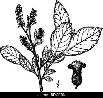. North American Bäume: Beschreibungen und Abbildungen der Bäume unabhängig von Anbau in Nordamerika wächst, nördlich von Mexiko und der Karibik. Bäume. 206 Die Weiden günstige Bedingungen in der Nähe der Pazifischen Küste eine Höhe von 20 m oder mehr, mit einem Stamm von bis zu 7 dm. im Durchmesser; in den höheren Lagen und im östlichen Bereich Es ist viel kleiner, jedoch und auf den Bergen ist nur ein Strauch, 4 Meter hoch oder weniger. Seine dunkle braune Rinde ist dünn und rau. Die jungen Triebe sind pubertierende oder puberulent, gelblich bis orange, dunkel braun und glatt, im Winter Knospen. 5. bis 7. Stockfoto