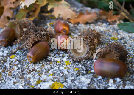 Hintergrund mit Herbst Blätter und Eicheln close-up. Makro von Eicheln. Eicheln an der Wand und aus der Shell gefallen Stockfoto
