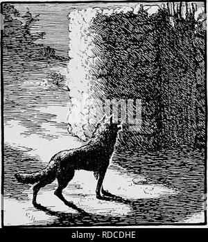 . Pennsylvania Tiere ausgestorben. Zoologie. WOLF TAGE IN PENNSYLVANIA. Kranke Bestätigung Richter Henning's Bemerkungen zu den Pois - oning der Wölfe in den Blue Mountains, die aßen die glandered Kadaver von Pferden aus dem Krieg von 1812, Frau Ella Zerby Elliott, in Ihrem "Blauen Buch der Schuylkill County", 1916 veröffentlicht, zitiert eine alte Pottsville Siedler, Jeremia Reed, wie zu sagen, dass die Wölfe durch die Kerben starb nach dem Essen die Pois - Oned Fleisch. Frau Elliott sagt: "In der Schuylkill County die Verwüstungen der Wölfe über Schlachten in den späten Herbst des Jahres, wenn Sie duftende o Stockfoto