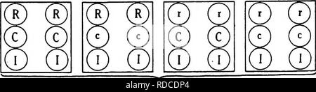 . Lesungen in der Evolution, Genetik und Eugenik. Evolution; Vererbung; Eugenik. Weiß. Weißes Bild. 81.- Diagramm zeigt einige mögliche Kombinationen von Fa, wenn Fi in Abbildung 80 ist angeboren. Einzelnen am linken Ende der oberen Rot gesetzt, da R und C sowohl vorhanden als auch/nicht vorhanden; andere Personen im oberen weißen gesetzt, denn mangels C oder iJ oder beides; Personen im unteren mit hemmenden Faktor einstellen und daher weiß, was auch immer andere Kombinationen von Faktoren, die sie enthalten können. (Von Coulter und Kolter.) Zahlreiche, da wir mit trihybrid Verhältnisse (siehe Bild zu tun haben. 81). Dies wirkt sich nicht auf die evtl Auspuff Stockfoto