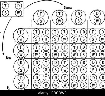 . Lesungen in der Evolution, Genetik und Eugenik. Evolution; Vererbung; Eugenik. DmrfWiiolded Patent Gameten. ® ®®®®®®®®®®®®®®®®®®®®®®®®®®®®®®®®®®®®®®®®®®®®® vi) (w) Abb. 69.-^ Schematische Darstellung dihybrid Verhältnis. Oberen Teil zeigt, wie die ursprünglichen Eltern gekreuzt wurden, Fj hybrid; untere Teil zeigt Fi hybrid Herstellung von vier Arten von Gameten; chance Verpaarungen unter diesen Gameten, wenn Fi ist angeboren, so wie in der großen Anzahl von Plätzen angegeben und erläutert die 9:3:3:1 Verhältnis in der ¥ 2 Generation. (Von Coulter und Coulter.) 9 hoch runzelig Gelb, 9 Zwerg glatt Yel Stockfoto
