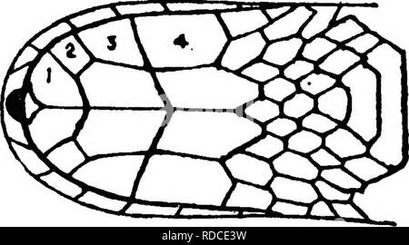 . Die gemeinsame Schlangen von Indien und Burma und wie sie zu erkennen. Schlangen; Schlangen. Abbildung 10. Unter der Oberfläche der Kopf einer Krait, Anzeigen nur vier infra-labials, das vierte (4), die größte. NoiB. - Der d "fiuition der letzten infra-labialen auf Seite 49. Bitte beachten Sie, dass diese Bilder sind von der gescannten Seite Bilder, die digital für die Lesbarkeit verbessert haben mögen - Färbung und Aussehen dieser Abbildungen können nicht perfekt dem Original ähneln. extrahiert. Cazaly, W. H. in Allahabad: Pionierpresse Stockfoto