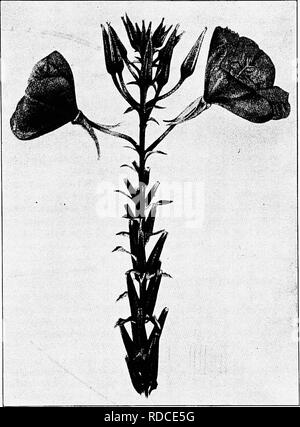 . Lesungen in der Evolution, Genetik und Eugenik. Evolution; Vererbung; Eugenik. Die MUTATION THEORIE 347 "lamarck Evening-primrose" (Abb. 57), so De Vries, "ist eine stattliche Pflanze, mit einem stout Stamm, oft erreichen eine Höhe von 1,6 m und mehr. Wenn Sie nicht den Hauptstamm ist surromided b) "Ein großes voll. Abb. 57.- Oenothera lamarckiana, den ursprünglichen Typ von DeVries in seinen Experimenten verwendet. Dies ist das Aufmaß von Hilversum, aus denen sich in den aufeinander folgenden Generationen eine Reihe von Mutanten. {Von De Vries). Bitte beachten Sie, dass diese Bilder aus gescannten Seite Bilder, die extrahiert werden Stockfoto