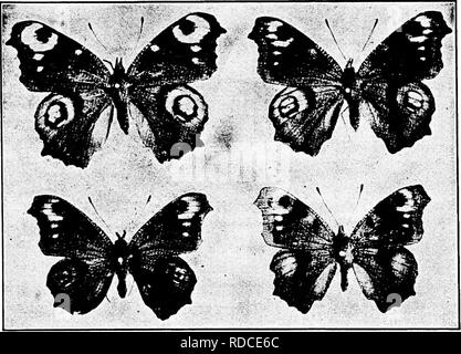 . Lesungen in der Evolution, Genetik und Eugenik. Evolution; Vererbung; Eugenik. 314 Lesungen in der Evolution, Genetik und Eugenik Kurz gesagt, nach Klebs, im Vergleich zu normalen weißen Licht, die Produktion von organischen Stoffen, wie Stärke und Zucker, ist TABELLE I chemische Zusammensetzung von drei Werken der Sedum Spectabile gewachsen in Weiß, Rot und Blau Stoff Asche Zucker Caldum malat Free Nitrogen Stärke, Rohprotein Weiß 13.20 II 0,04 22,2 g 0,16 S. 82 S-33 Rot 13.20 15-40 18.02 0.33 3-66 6. Blau 18,60 2,40 18,10 0,59 1,20 7,64 unter dem Einfluss des blauen Lichtes, als Stockfoto