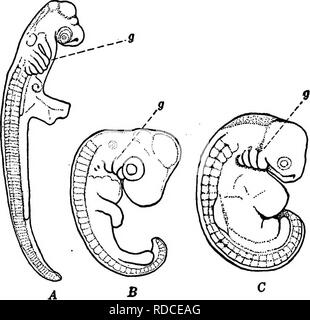 . Lesungen in der Evolution, Genetik und Eugenik. Evolution; Vererbung; Eugenik. Die Reprise Theorie 177 zu einem späteren Zeitpunkt die meisten Gill - Beutel haben ausgelöscht worden, aber man wird beibehalten und in die Eustachische Canal, der die Kehle mit dem Mittelohr verbindet umgewandelt, innerhalb des OHR-drum. Auch die embryologische Beweis zeigt, dass die Lungen der Luftatmer vom Schwimmen - Blase der Fische abgeleitet worden sind, ist eine Schlussfolgerung, die bereits durch vergleichende Anatomie erreicht worden war, für die in einem bemerkenswert. Abb. 39.- Embryonen in der entsprechenden Stufe der Entwicklung der Shark {A), Geflügel (B) Stockfoto