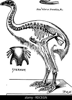 . Lesungen in der Evolution, Genetik und Eugenik. Evolution; Vererbung; Eugenik. Beweise von Morphologie 137 Organismus stellt entspricht, die sich allgemein mit der Länge der Zeit, während der die Divergenz los war. Damit wir J?ibE VieV von STenMtlf&lt; •. Abb. 15.- Skelett von Dinornis gravis, -^ Nat. Größe. Nach der Natur gezeichnet (British Museum). Als getrennte Schnitte auf einer größeren Skala angezeigt werden, (i) das brustbein als dieser erscheint in montiert Proben, und (2) die gleichen im Profil, mit dem (hypothetischen) Skapulo-coracoid befestigt. (^ Von Romanes.) kaum je mit einer tollen Abfahrt treffen Stockfoto